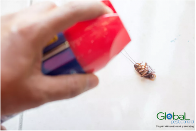 Làm thế nào để ngăn chặn, xử lý, loại bỏ và diện gián tại nhà hiệu quả