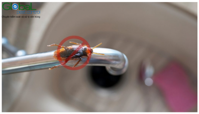 Tại sao có gián trong nhà của tôi? Gián ẩn náu ở đâu trong ngôi nhà?