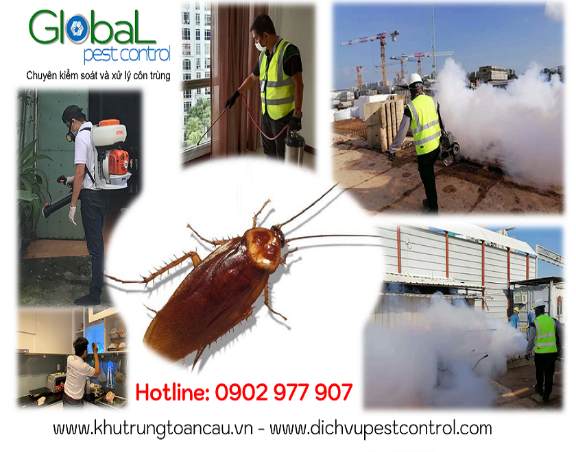 dịch vụ kiểm soát, xử lý, diệt gián, pest control