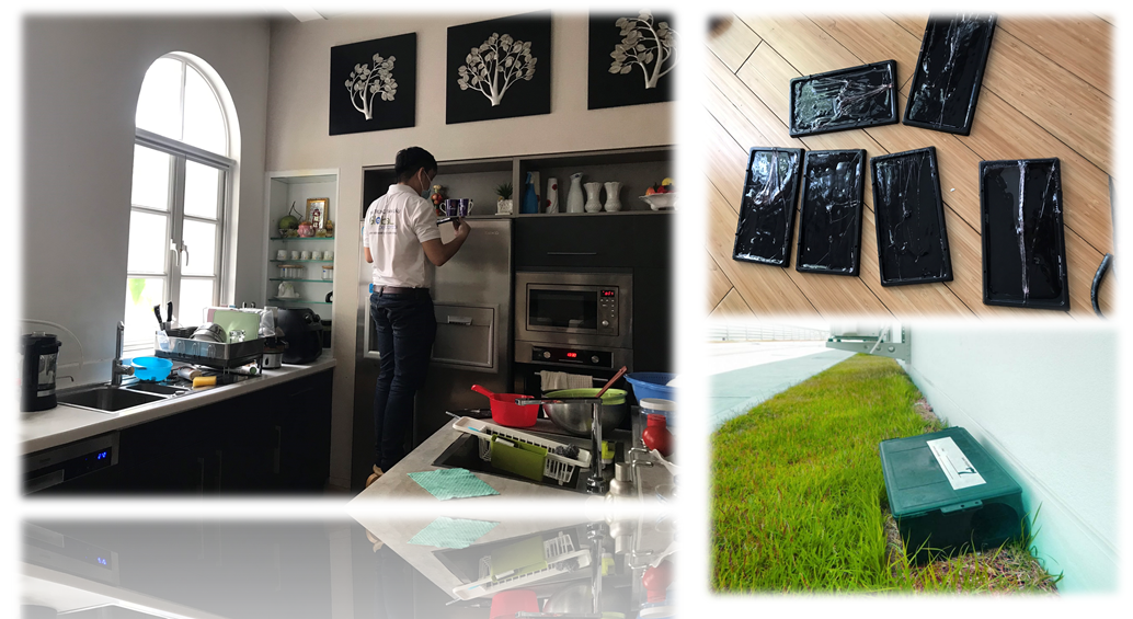 Dịch vụ xử lý và diệt Chuột hiệu quả do Khử Trùng Toàn Cầu thực hiện.