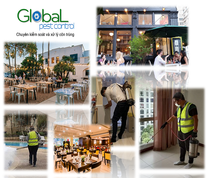 Dịch vụ phun thuốc diệt Kiến hiệu quả do Khử Trùng Toàn Cầu thực hiện.