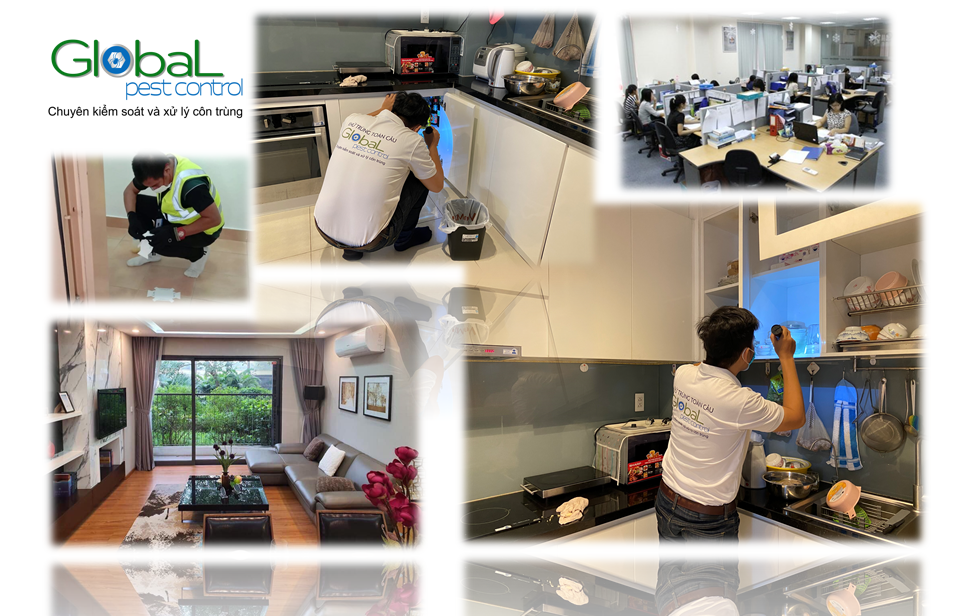 Dịch vụ xử lý và diệt mối tận gốc do Khử Trùng Toàn Cầu thực hiện