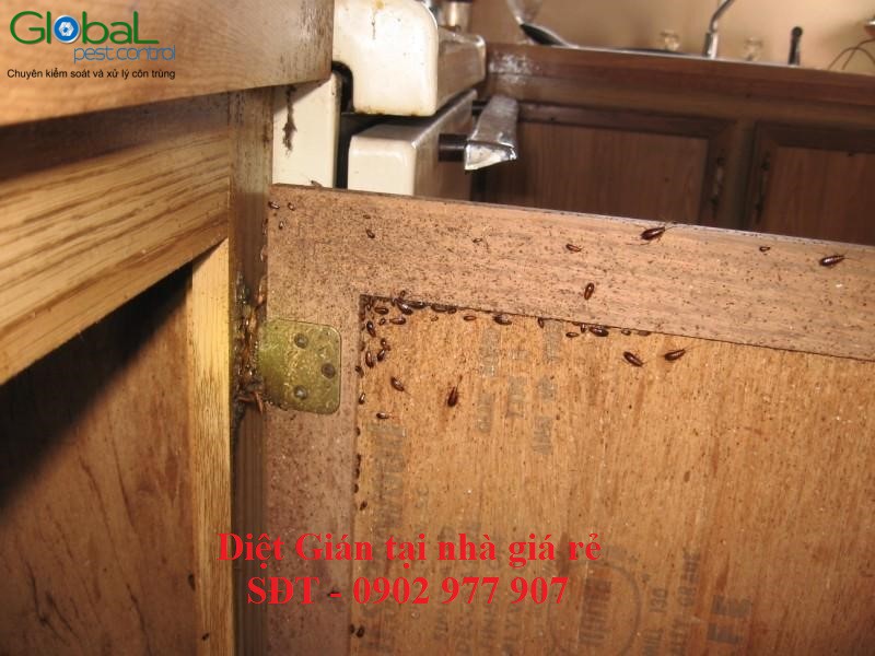 diệt gián tại nhà giá rẻ (1)