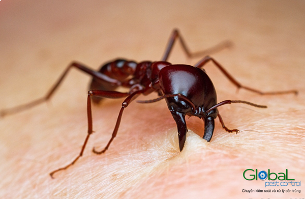 dịch vụ diệt kiến