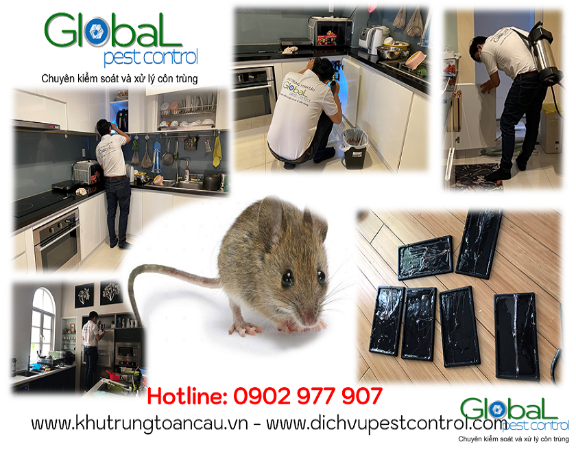 dịch vụ kiểm soát, xử lý, diệt chuột, pest control