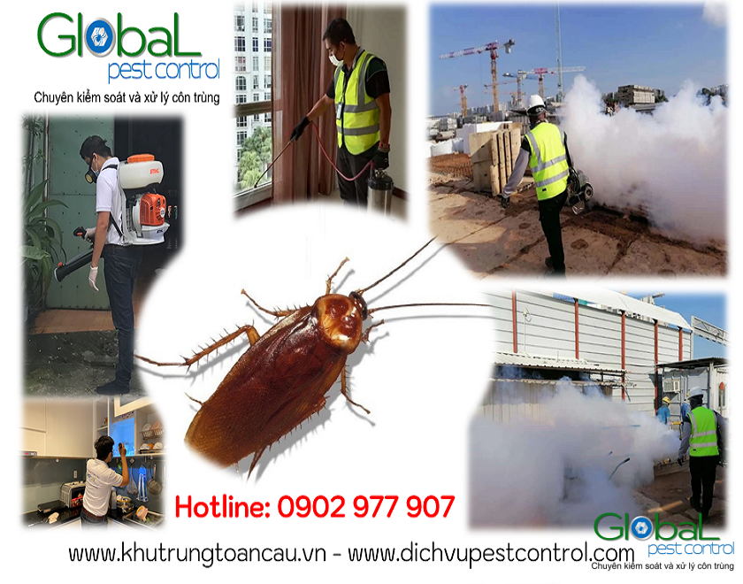 dịch vụ kiểm soát, xử lý, diệt gián, pest control