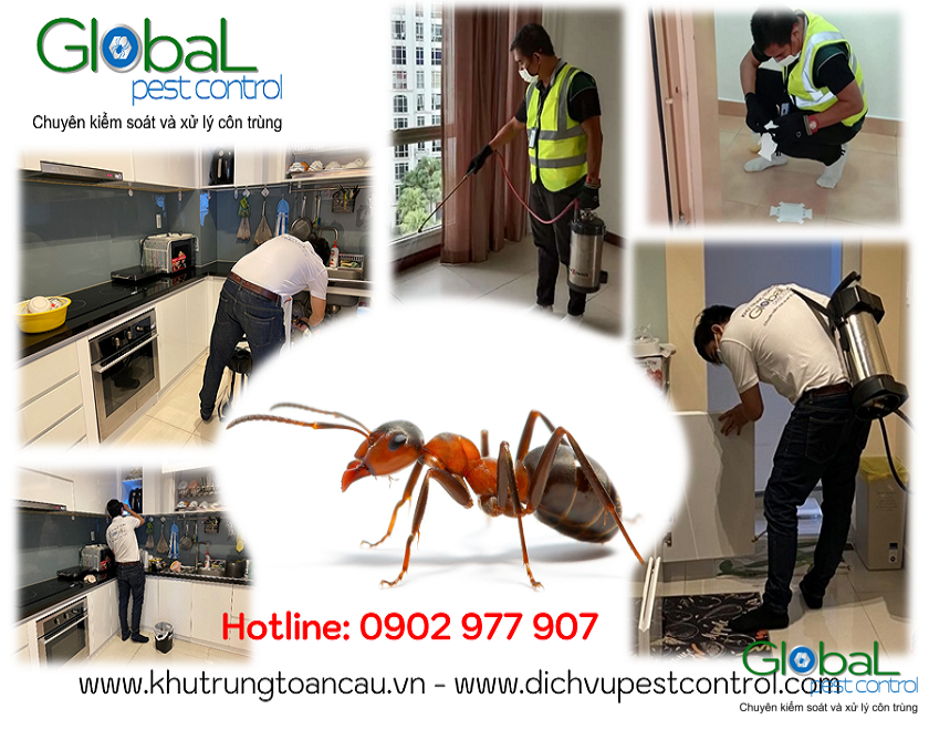 dịch vụ kiểm soát, xử lý, diệt kiến, pest control