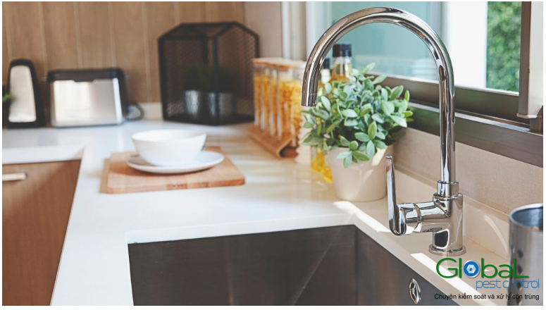 kiến trong nhà bếp