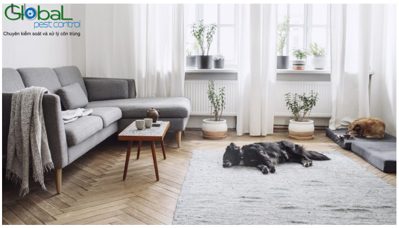 kiến trong phòng khách