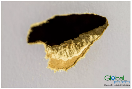 lỗ hõng mái nhà