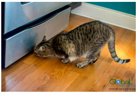 múi nước tiểu của chuột