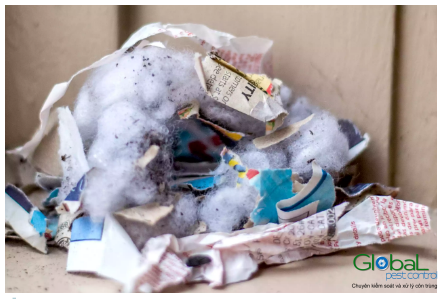 phát hiện ổ chuột