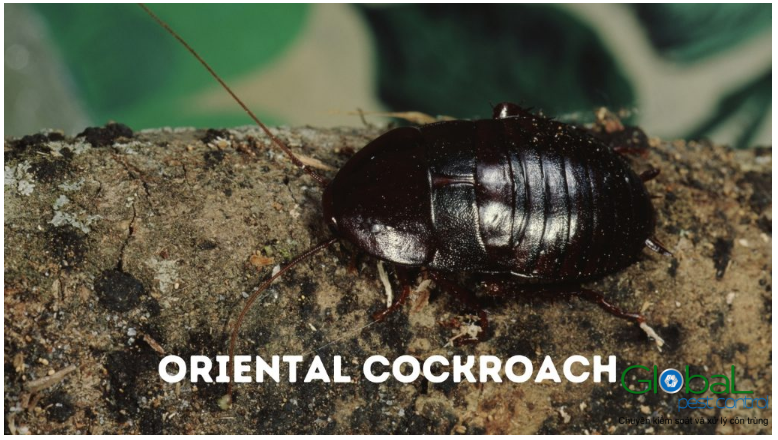 Thông tin về tuổi thọ Gián Phương đông