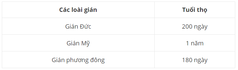 Danh sách đầy đủ về gián và tuổi thọ của chúng